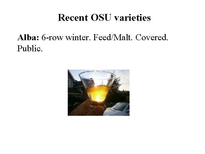 Recent OSU varieties Alba: 6 -row winter. Feed/Malt. Covered. Public. 
