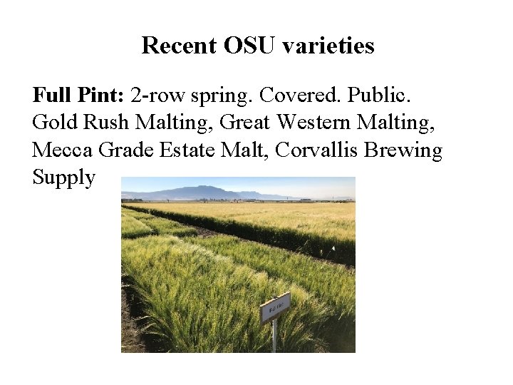 Recent OSU varieties Full Pint: 2 -row spring. Covered. Public. Gold Rush Malting, Great