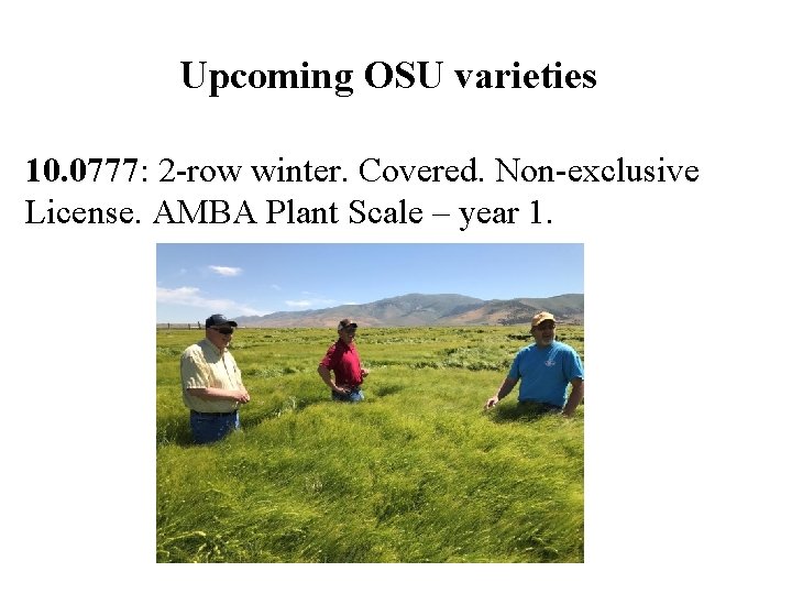 Upcoming OSU varieties 10. 0777: 2 -row winter. Covered. Non-exclusive License. AMBA Plant Scale