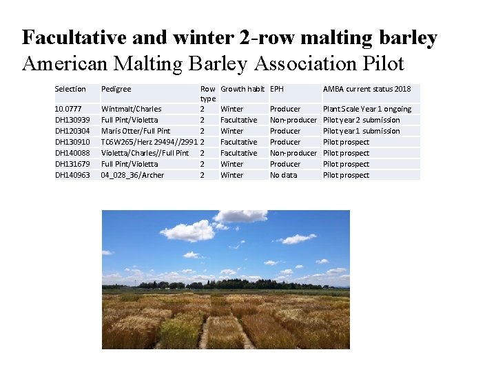 Facultative and winter 2 -row malting barley American Malting Barley Association Pilot Selection 10.