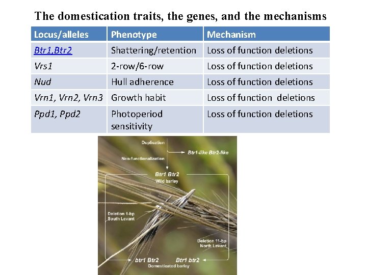 The domestication traits, the genes, and the mechanisms Locus/alleles Phenotype Mechanism Btr 1, Btr