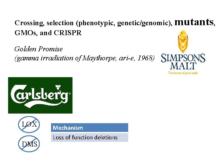 Crossing, selection (phenotypic, genetic/genomic), mutants, GMOs, and CRISPR Golden Promise (gamma irradiation of Maythorpe,