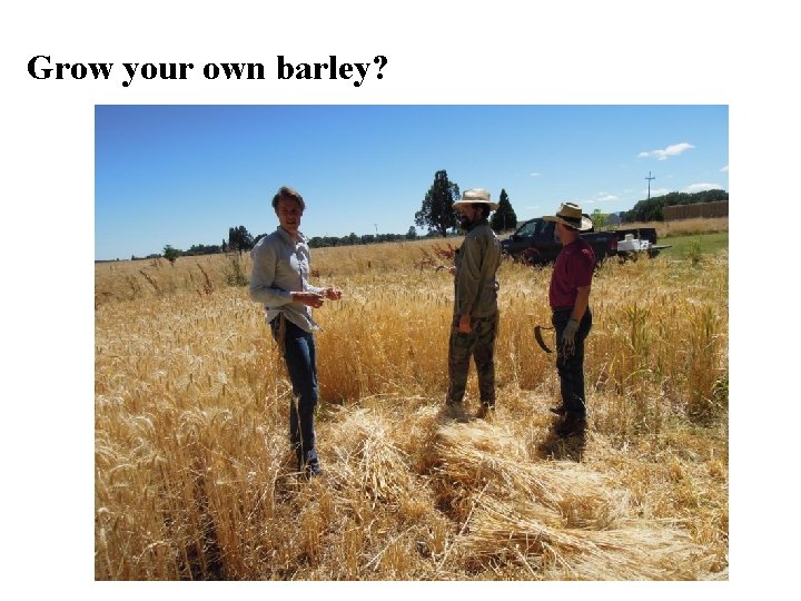 Grow your own barley? 