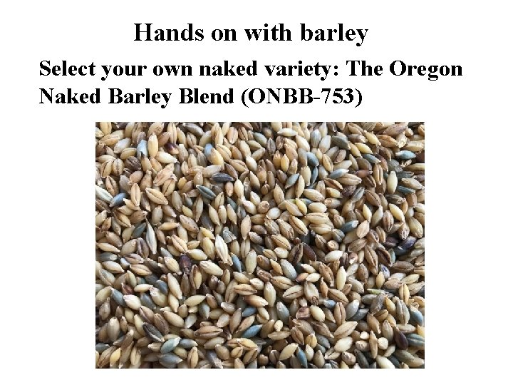 Hands on with barley Select your own naked variety: The Oregon Naked Barley Blend