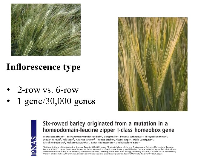 Inflorescence type • 2 -row vs. 6 -row • 1 gene/30, 000 genes 