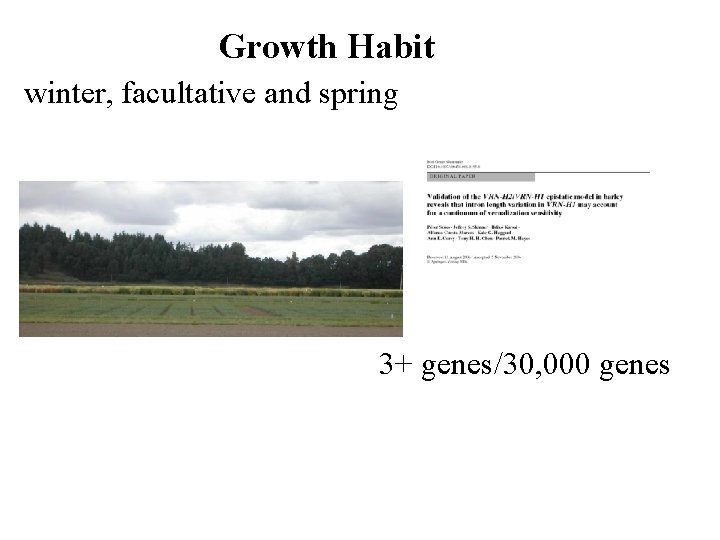 Growth Habit winter, facultative and spring 3+ genes/30, 000 genes 