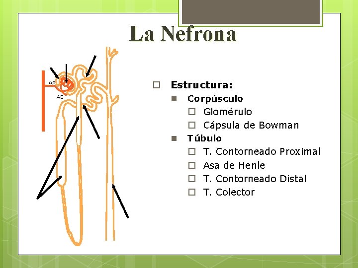 La Nefrona o Estructura: AA AE n Corpúsculo o Glomérulo o Cápsula de Bowman