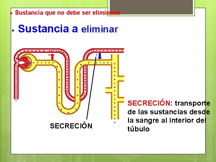 Sustancia que no debe ser eliminada Sustancia a eliminar SECRECIÓN: transporte de las sustancias