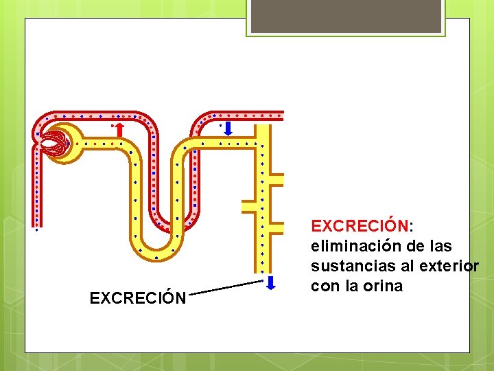 EXCRECIÓN: eliminación de las sustancias al exterior con la orina 