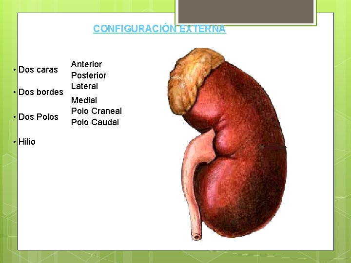 CONFIGURACIÓN EXTERNA • Dos caras • Dos bordes • Dos Polos • Hilio Anterior