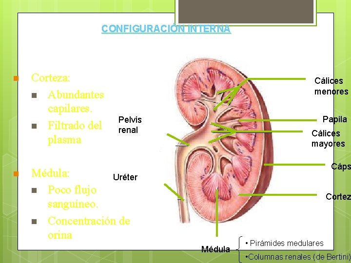 CONFIGURACIÓN INTERNA n n Corteza: n Abundantes capilares. n Filtrado del plasma Cálices menores