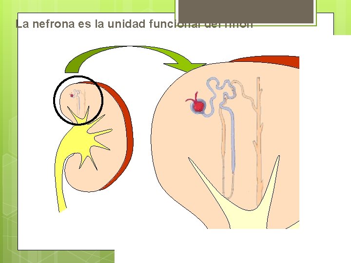 La nefrona es la unidad funcional del riñón 