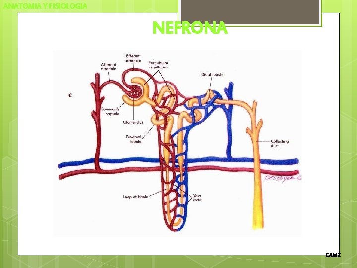 ANATOMIA Y FISIOLOGIA NEFRONA CAMZ 