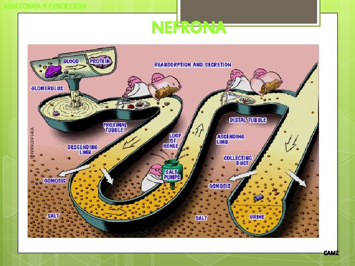 ANATOMIA Y FISIOLOGIA NEFRONA CAMZ 