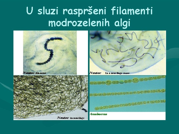 U sluzi raspršeni filamenti modrozelenih algi 
