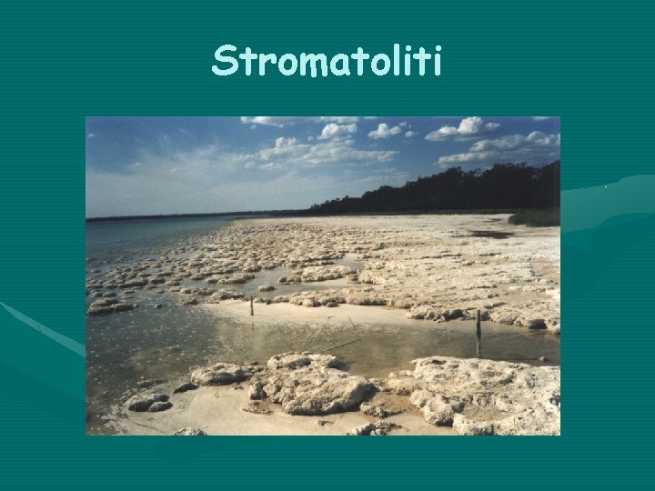 Stromatoliti 
