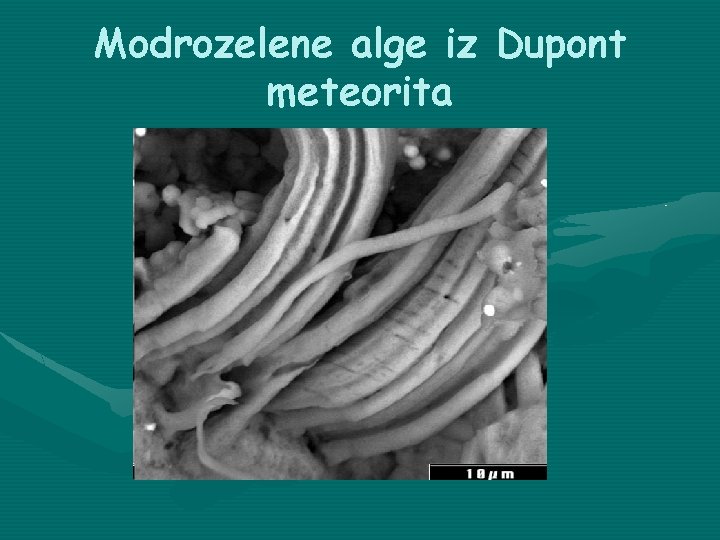 Modrozelene alge iz Dupont meteorita 