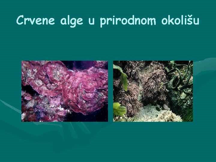 Crvene alge u prirodnom okolišu 