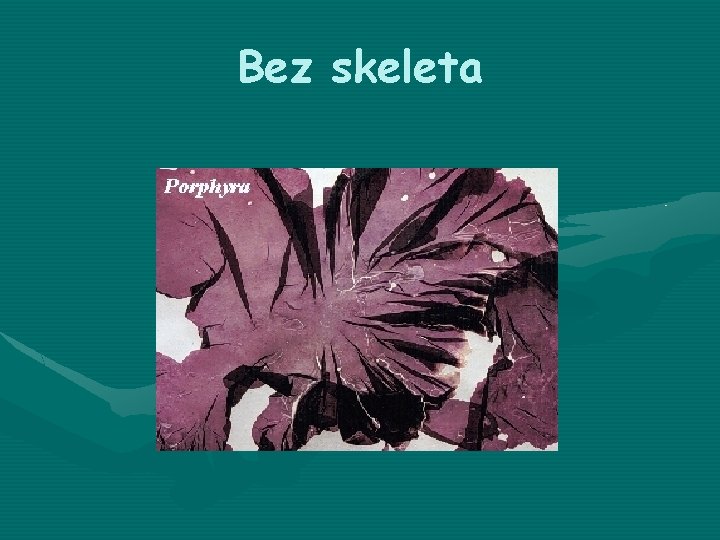 Bez skeleta 