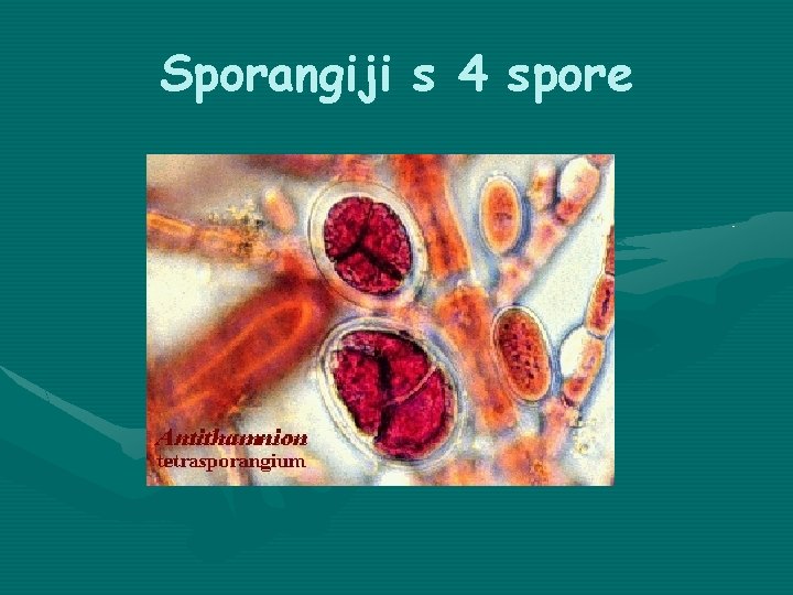 Sporangiji s 4 spore 