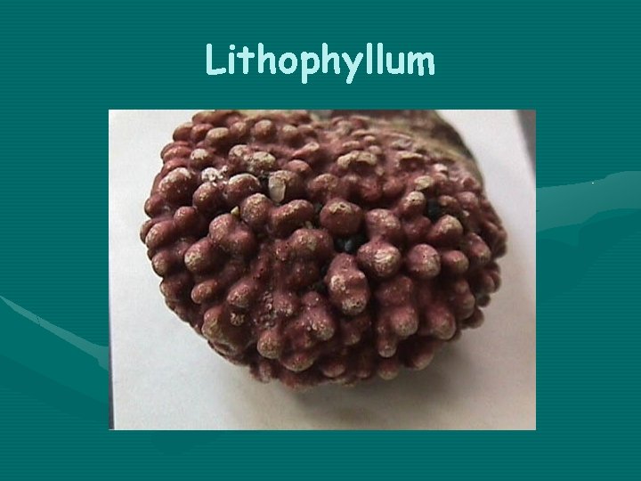 Lithophyllum 