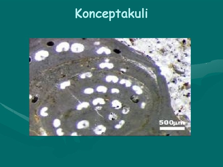 Konceptakuli 