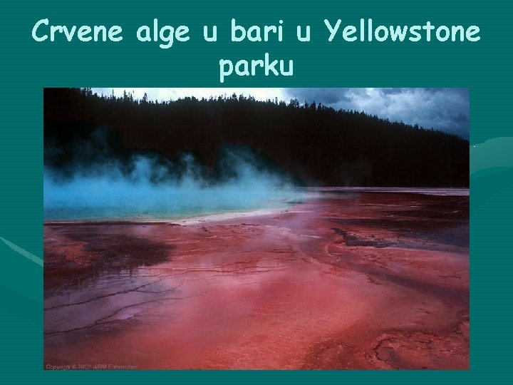 Crvene alge u bari u Yellowstone parku 