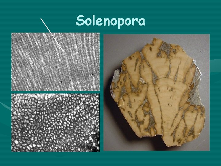 Solenopora 