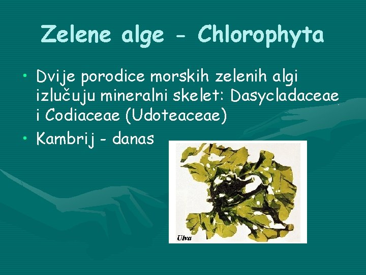 Zelene alge - Chlorophyta • Dvije porodice morskih zelenih algi izlučuju mineralni skelet: Dasycladaceae