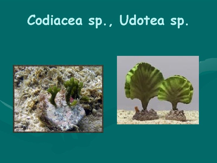 Codiacea sp. , Udotea sp. 