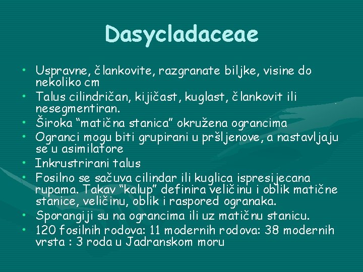 Dasycladaceae • Uspravne, člankovite, razgranate biljke, visine do nekoliko cm • Talus cilindričan, kijičast,