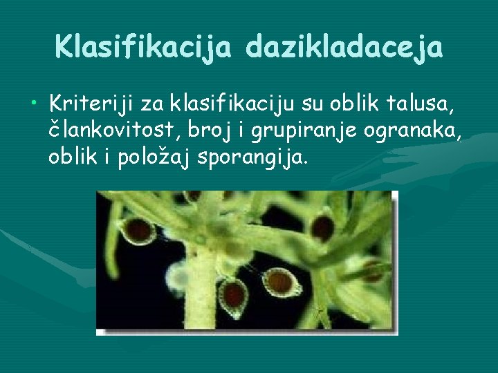 Klasifikacija dazikladaceja • Kriteriji za klasifikaciju su oblik talusa, člankovitost, broj i grupiranje ogranaka,