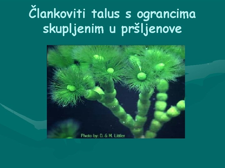 Člankoviti talus s ograncima skupljenim u pršljenove 