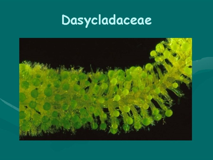 Dasycladaceae 