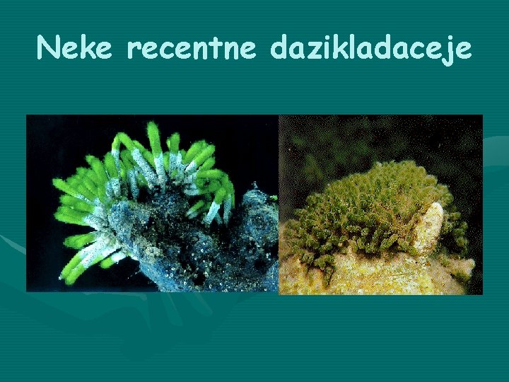 Neke recentne dazikladaceje 