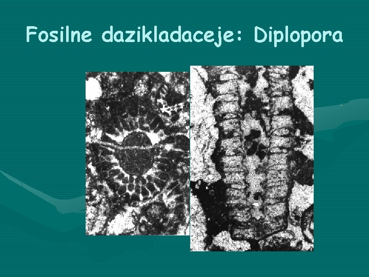 Fosilne dazikladaceje: Diplopora 