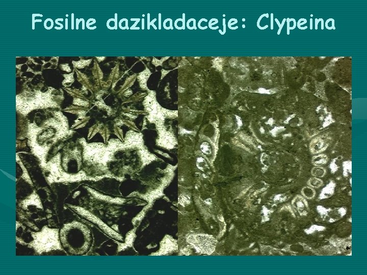 Fosilne dazikladaceje: Clypeina 