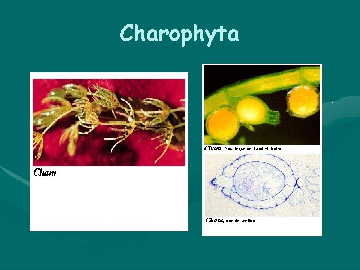 Charophyta 