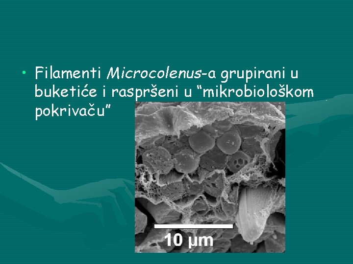  • Filamenti Microcolenus-a grupirani u buketiće i raspršeni u “mikrobiološkom pokrivaču” 