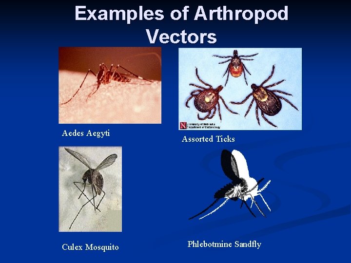 Examples of Arthropod Vectors Aedes Aegyti Culex Mosquito Assorted Ticks Phlebotmine Sandfly 