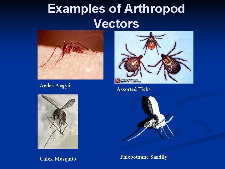 Examples of Arthropod Vectors Aedes Aegyti Culex Mosquito Assorted Ticks Phlebotmine Sandfly Examples of Arthropod Vectors Aedes Aegyti Culex Mosquito Assorted Ticks Phlebotmine Sandfly