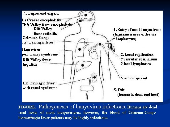 FIGURE. Pathogenesis of bunyavirus infections. Humans are dead -end hosts of most bunyaviruses; however,