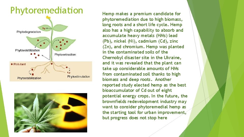 Phytoremediation Hemp makes a premium candidate for phytoremediation due to high biomass, long roots