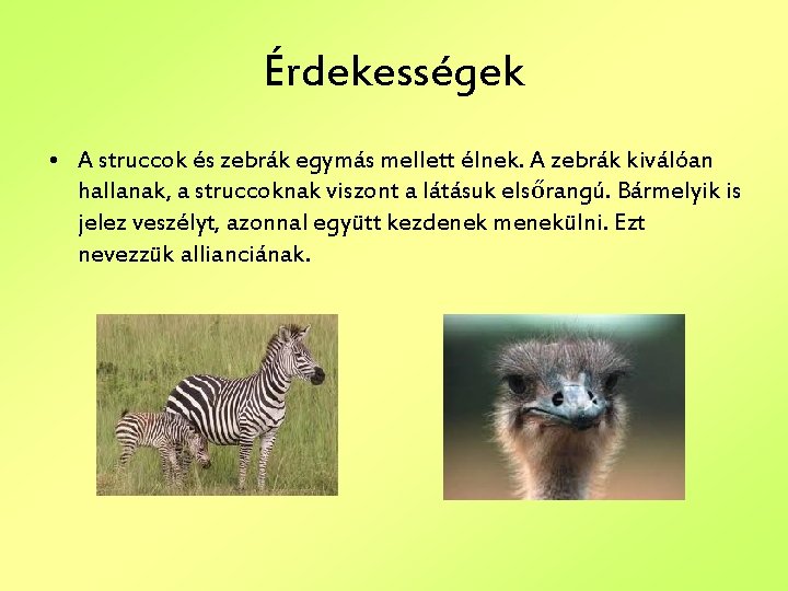 Érdekességek • A struccok és zebrák egymás mellett élnek. A zebrák kiválóan hallanak, a