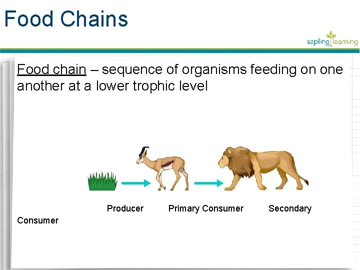 Food Chains Food chain – sequence of organisms feeding on one another at a