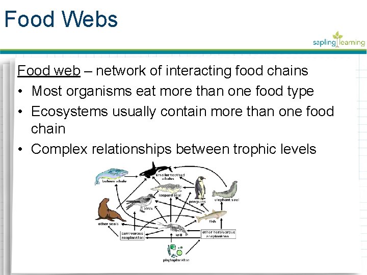 Food Webs Food web – network of interacting food chains • Most organisms eat
