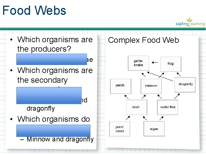 Food Webs • Which organisms are the producers? – Pond weed and algae •