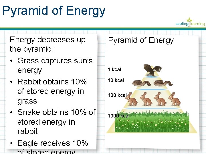Pyramid of Energy decreases up the pyramid: • Grass captures sun’s energy • Rabbit