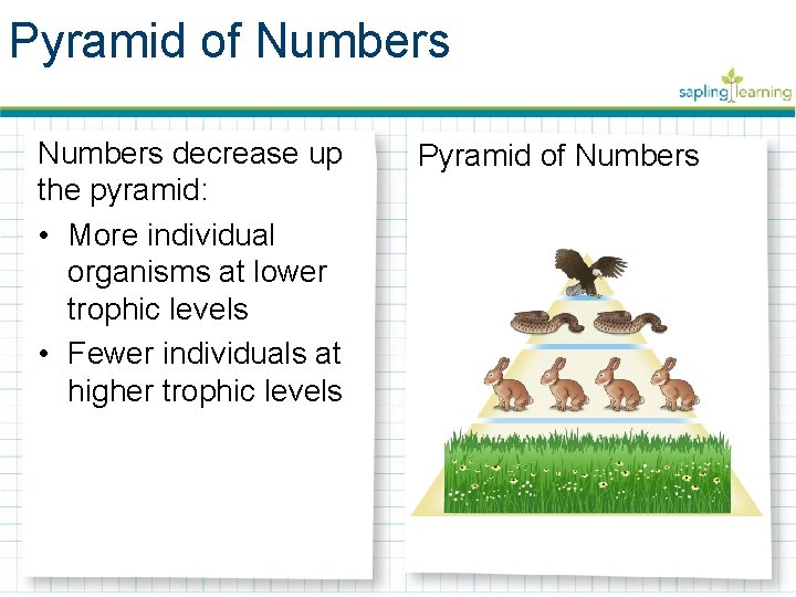 Pyramid of Numbers decrease up the pyramid: • More individual organisms at lower trophic