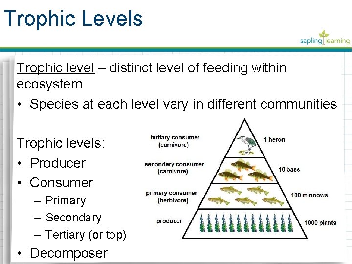 Trophic Levels Trophic level – distinct level of feeding within ecosystem • Species at